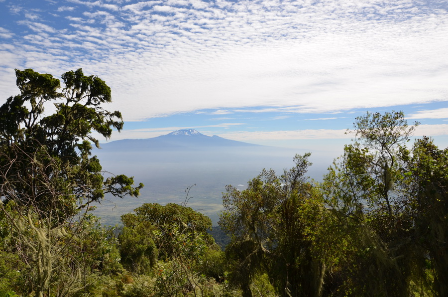 Blick zum Kilimanjaro beim Aufstieg auf den Mt. Meru